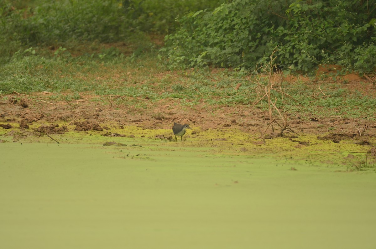 White-breasted Waterhen - ML644406229