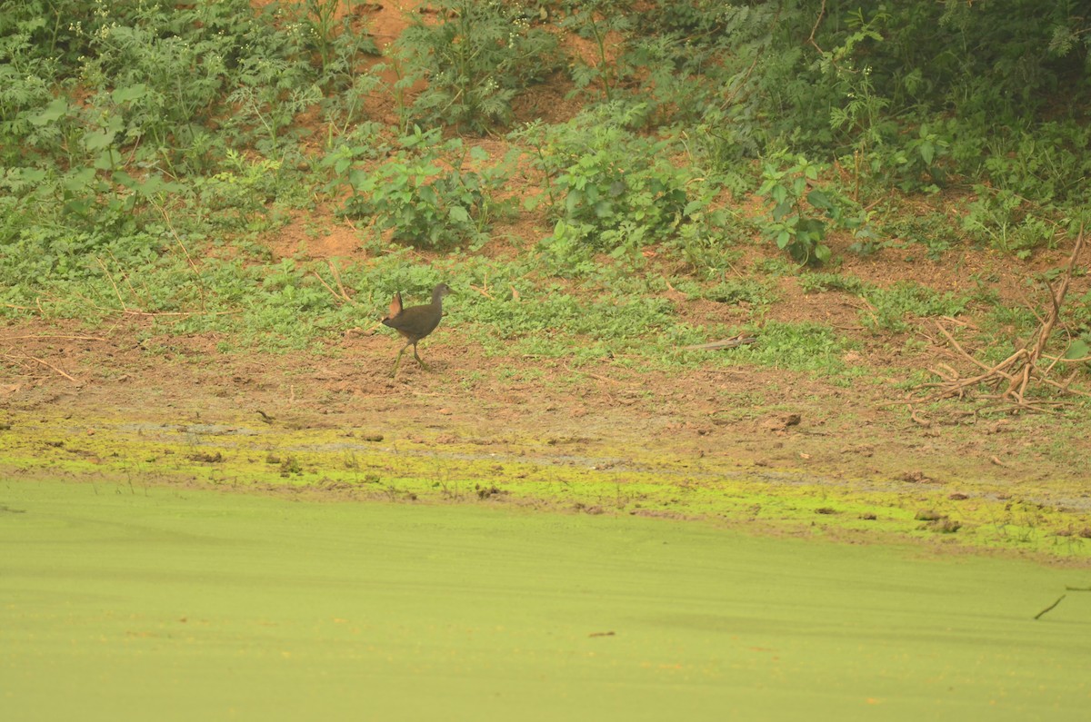 White-breasted Waterhen - ML644406230