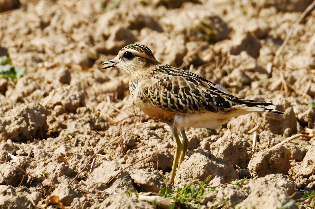 Eurasian Dotterel - ML644406231
