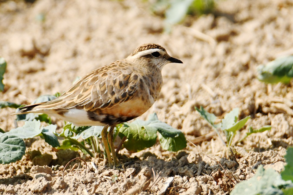 Eurasian Dotterel - ML644406232