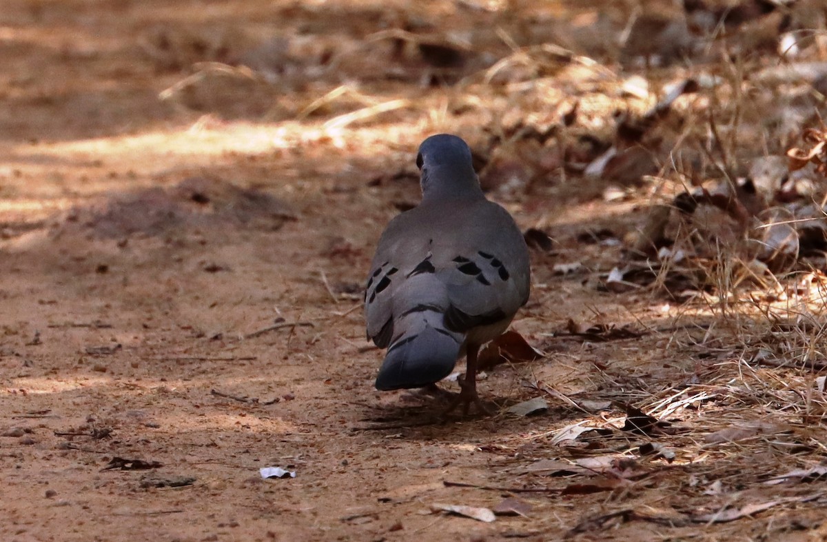 Black-billed Wood-Dove - ML644406236