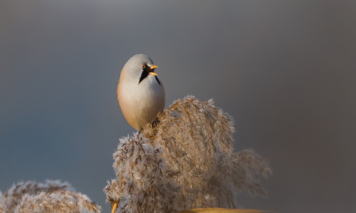 ヒゲガラ - ML644406237