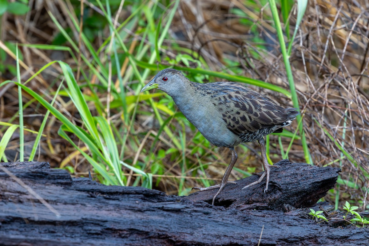 Ash-throated Crake - ML644406240