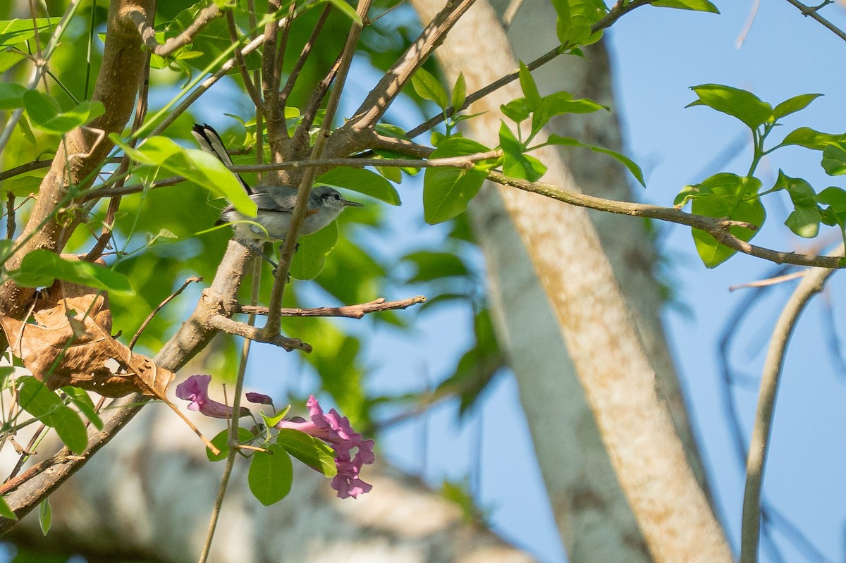 maskemyggsmett - ML644406244