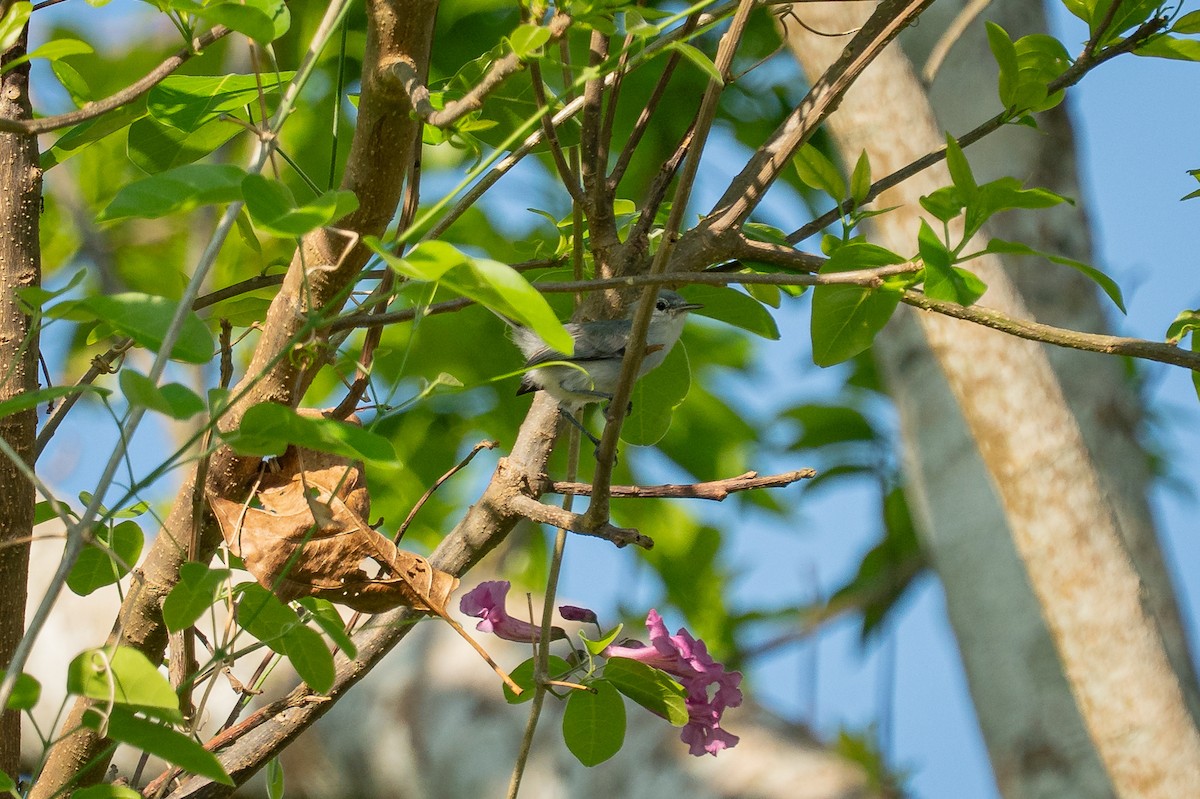 maskemyggsmett - ML644406245