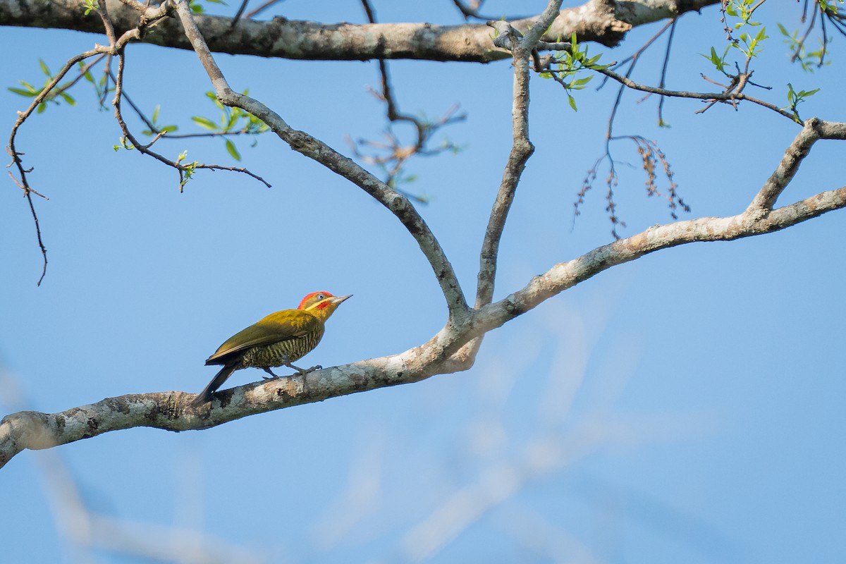 モリゲラ - ML644406250