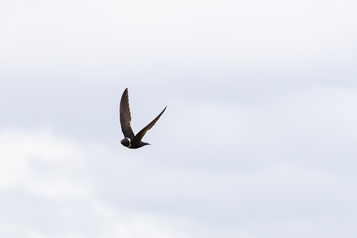 Halsbandsegler - ML644406265