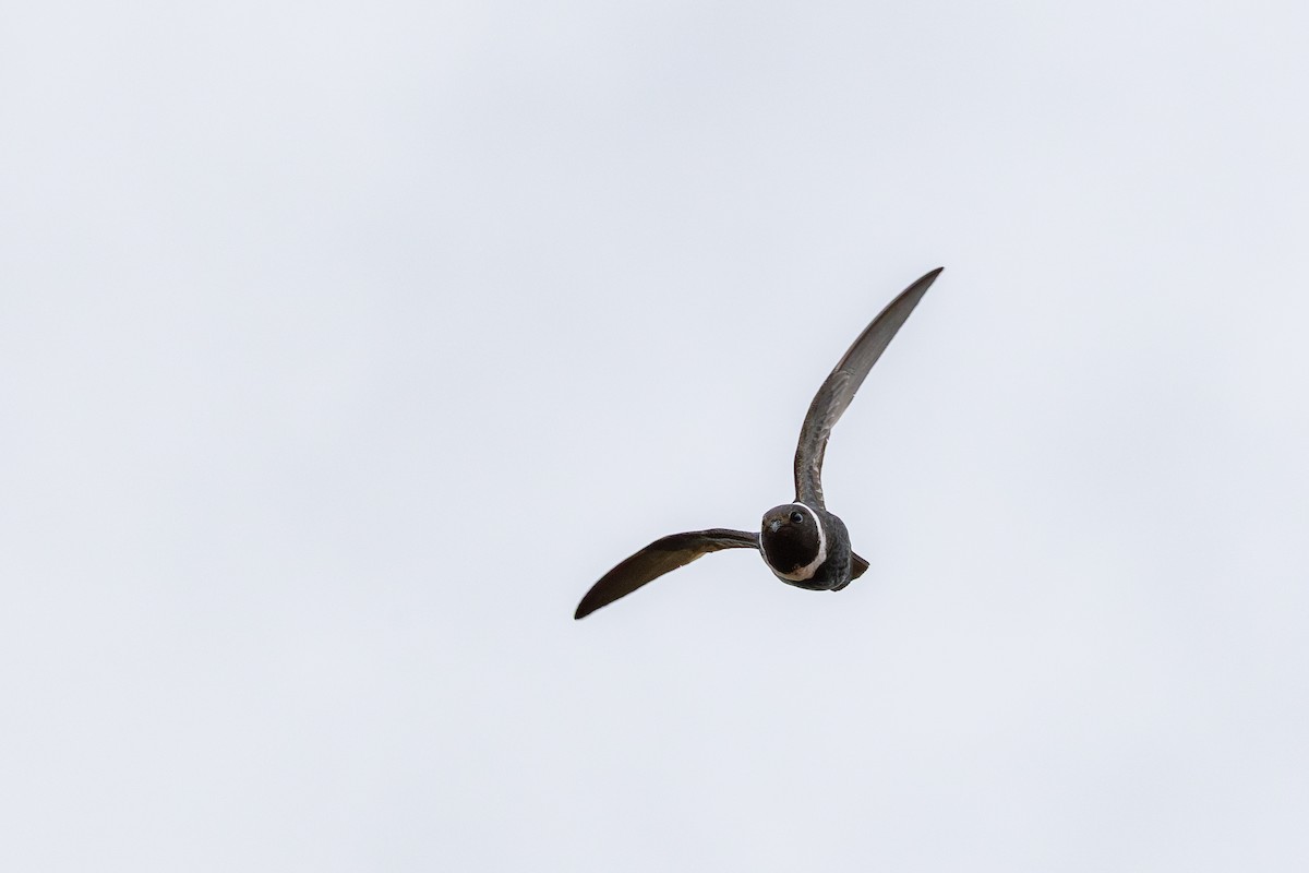 Halsbandsegler - ML644406266