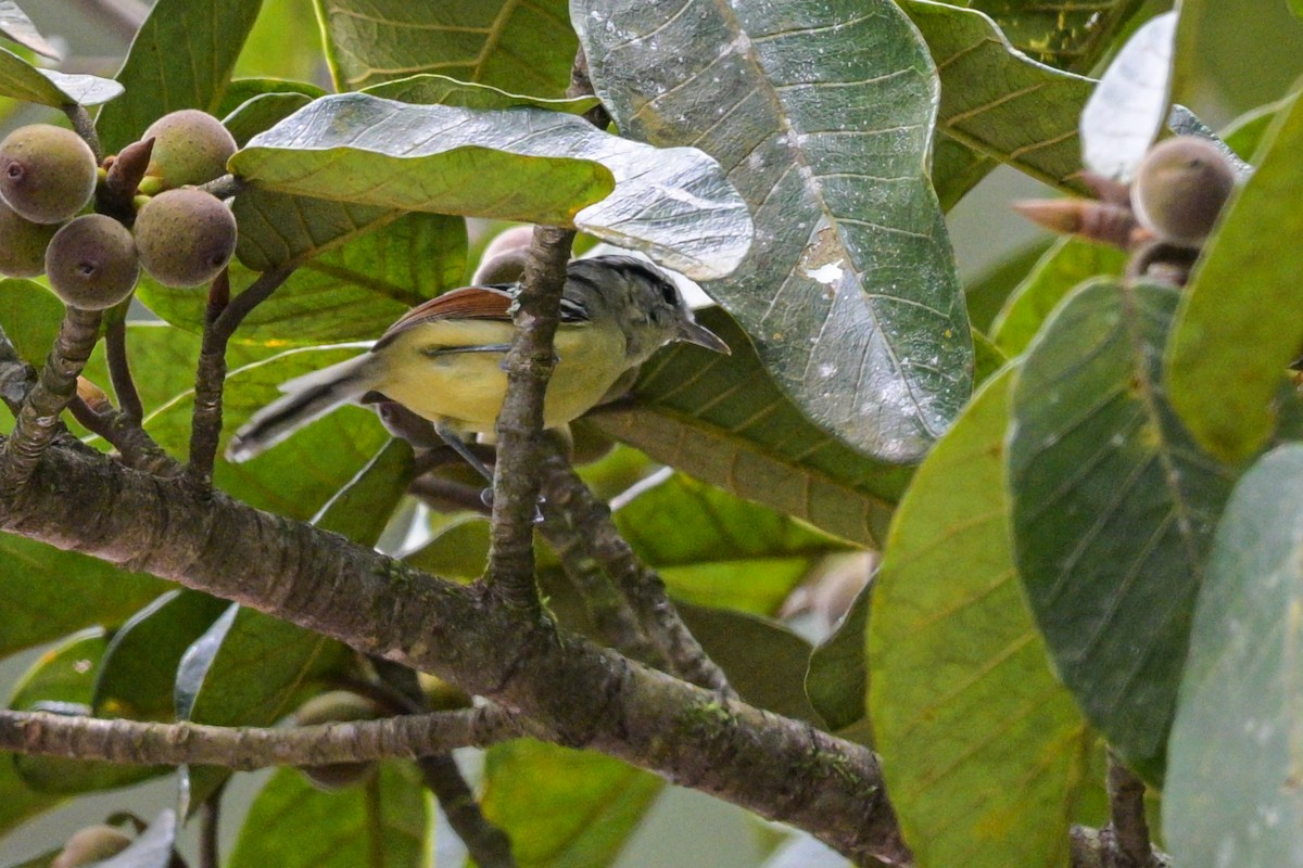 Rufous-margined Antwren - ML644406279