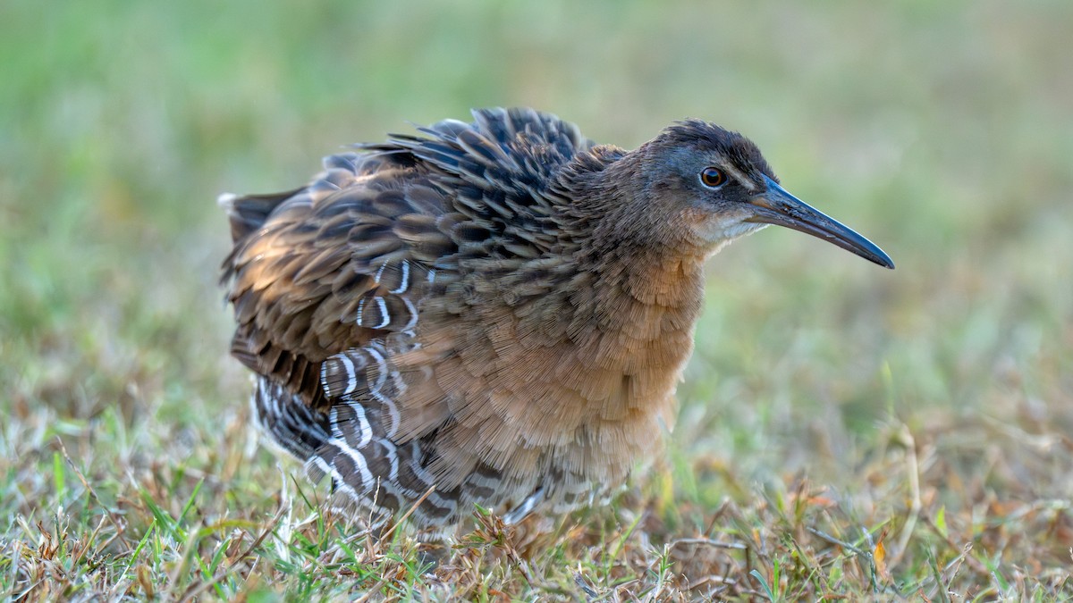 King Rail - ML644406291