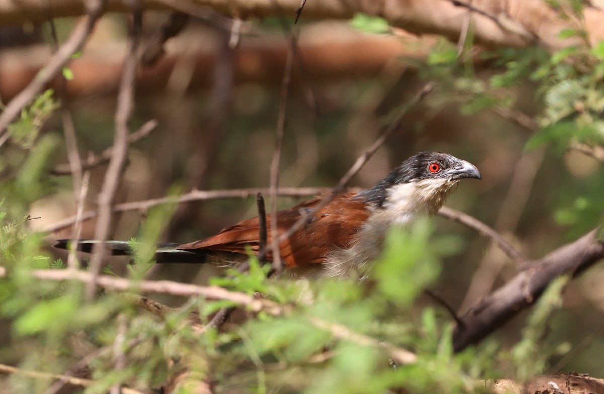 セネガルバンケン - ML644406292