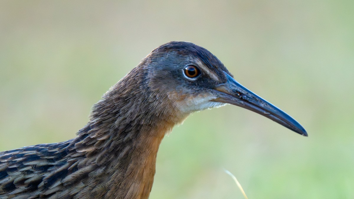 King Rail - ML644406293