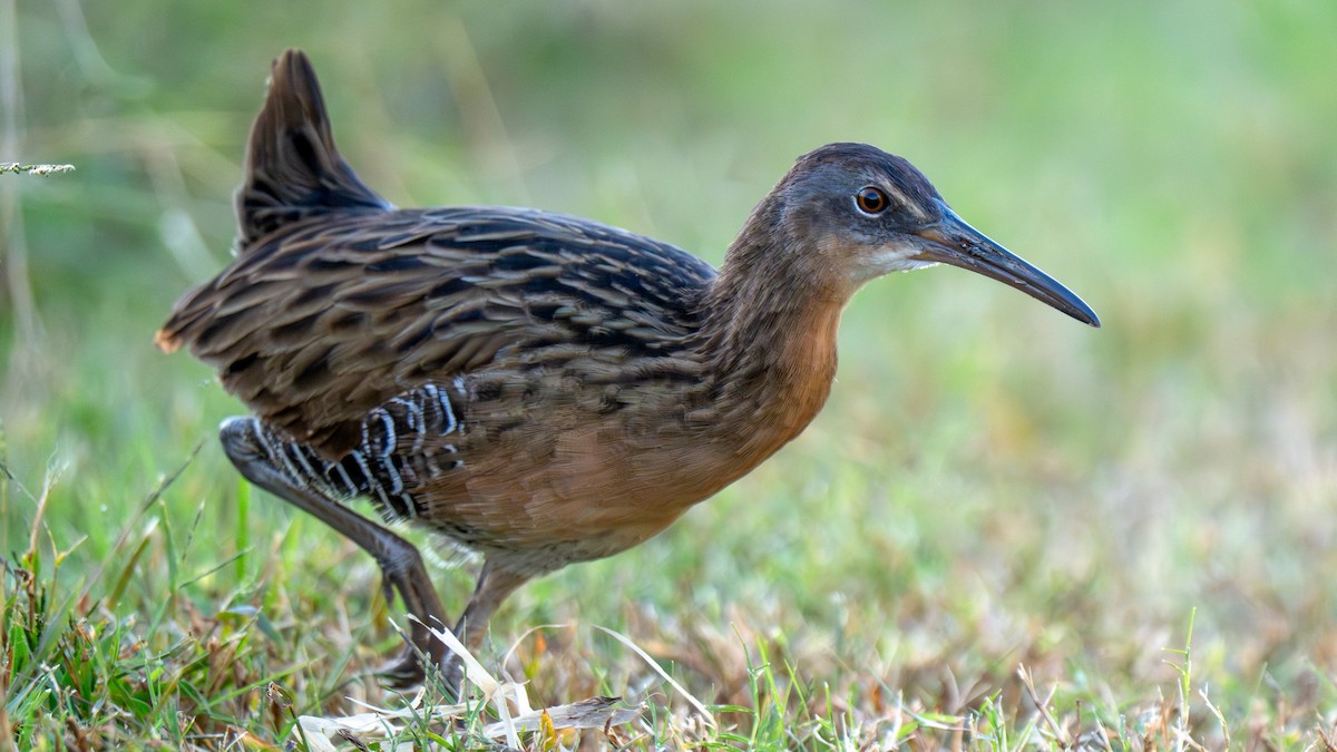 King Rail - ML644406296