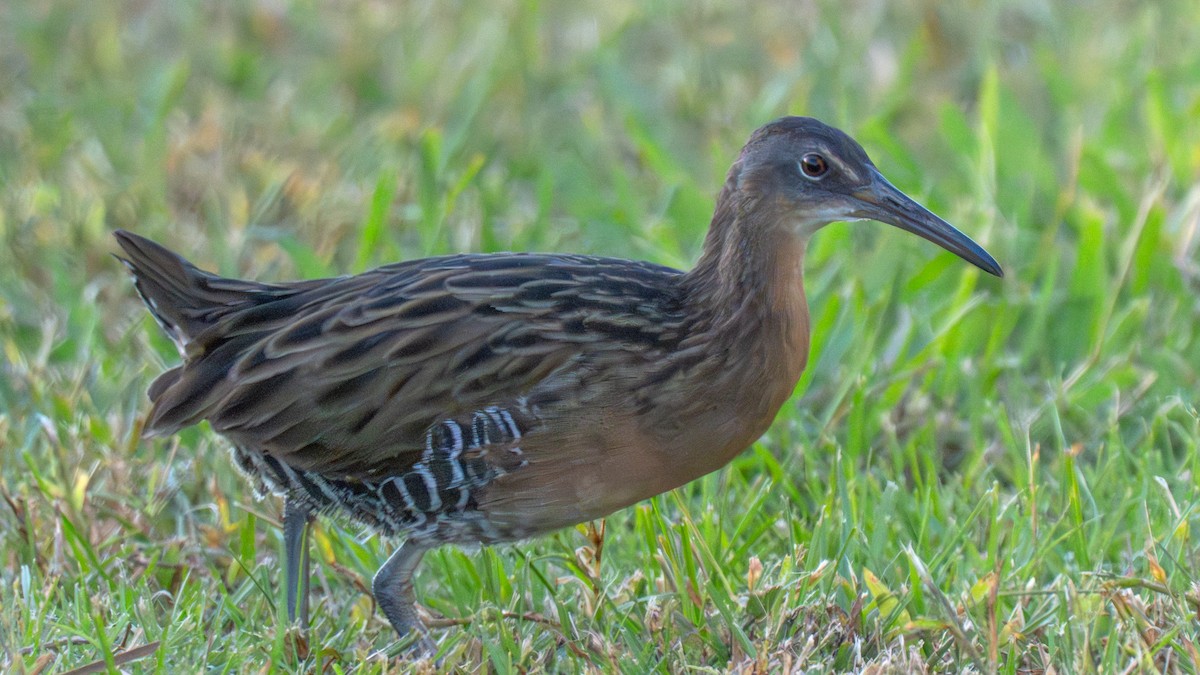 King Rail - ML644406299