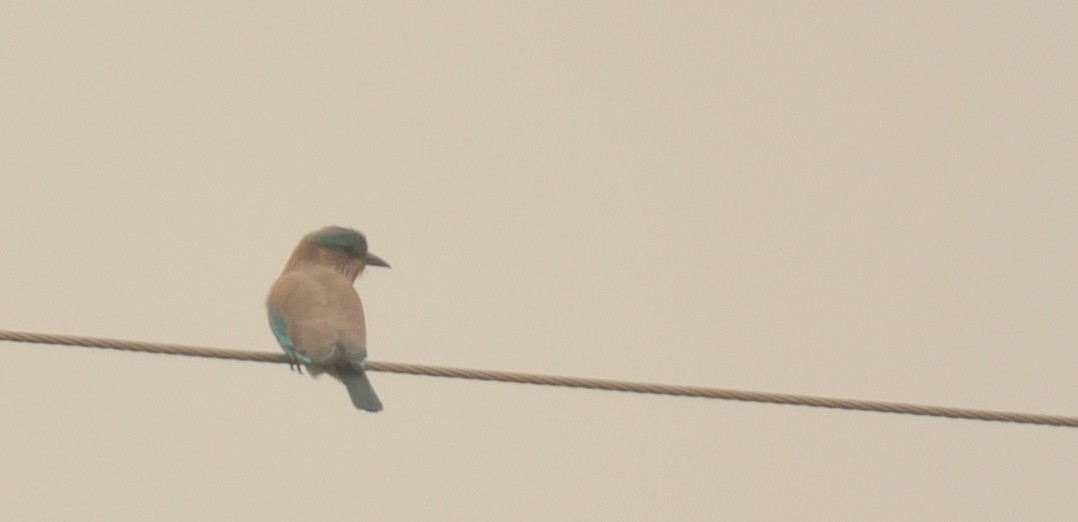 Indian Roller - ML644406318