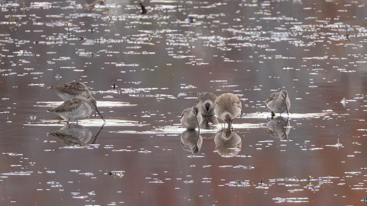 Tundraschlammläufer - ML644406319