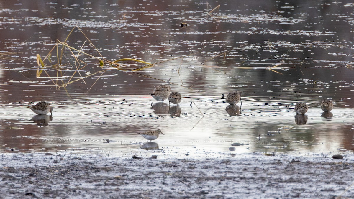 Tundraschlammläufer - ML644406320