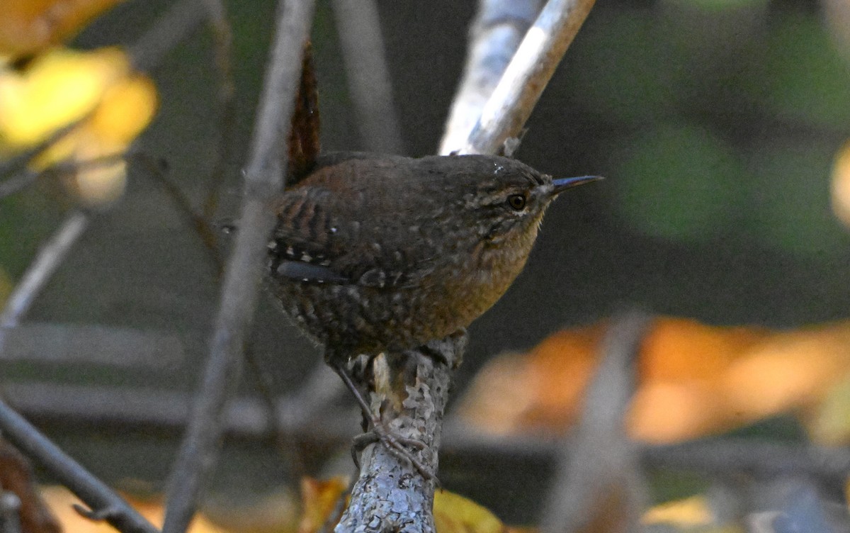 Winter Wren - ML644406321