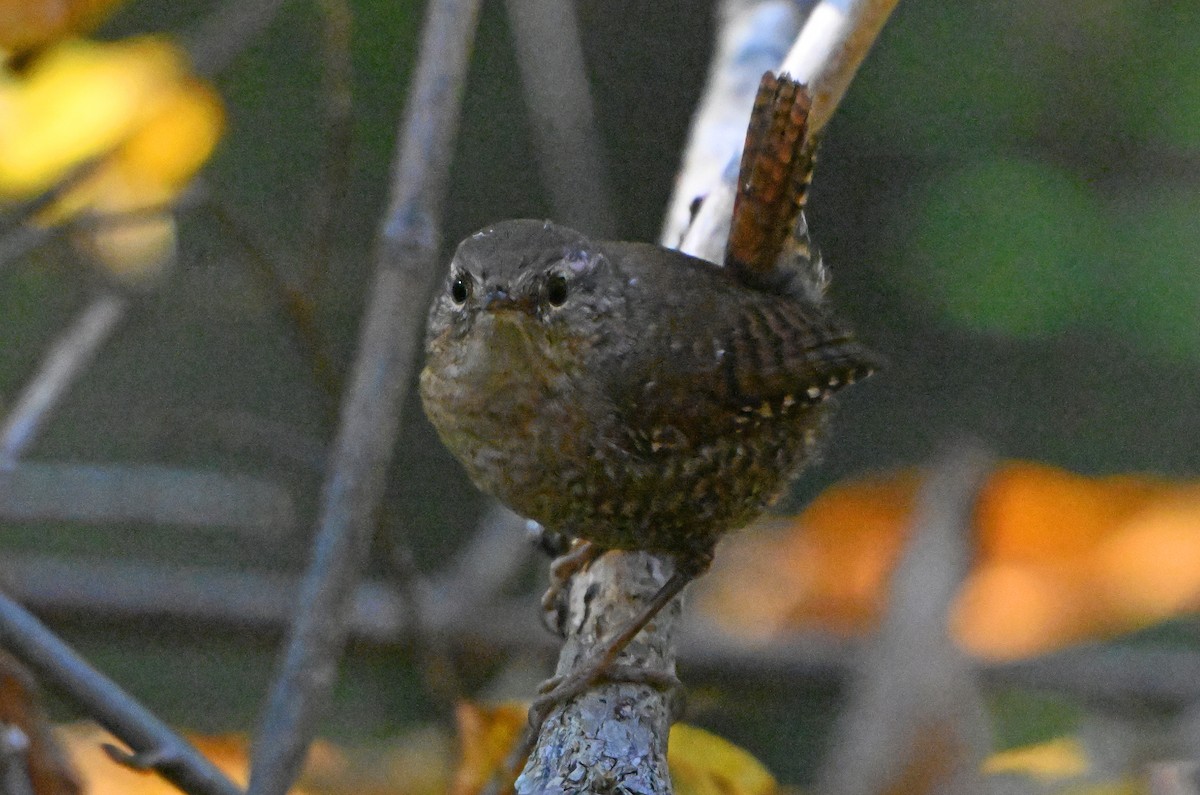 Winter Wren - ML644406322