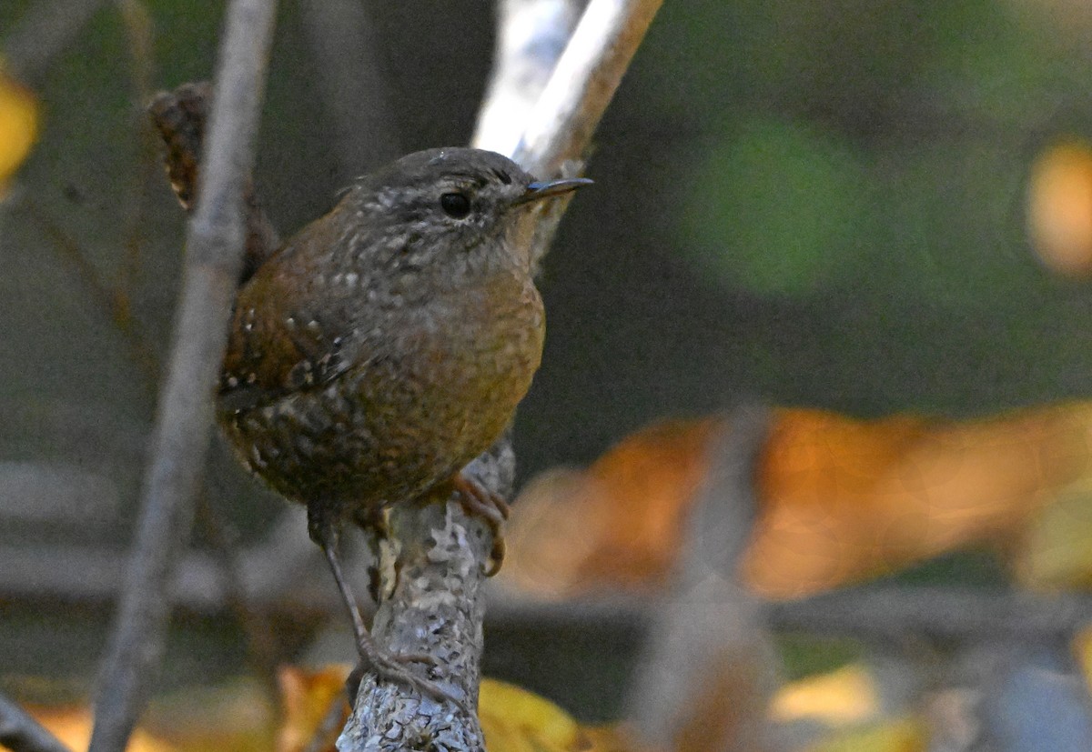 Winter Wren - ML644406325