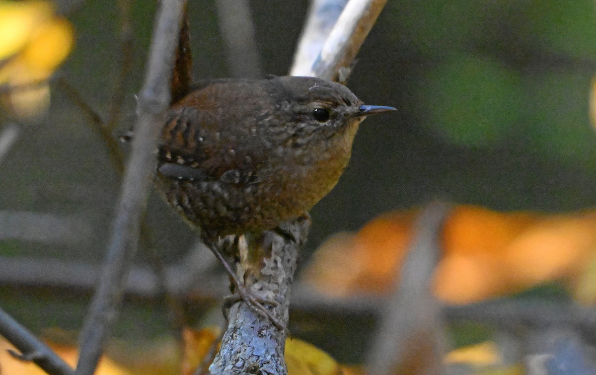 Winter Wren - ML644406326