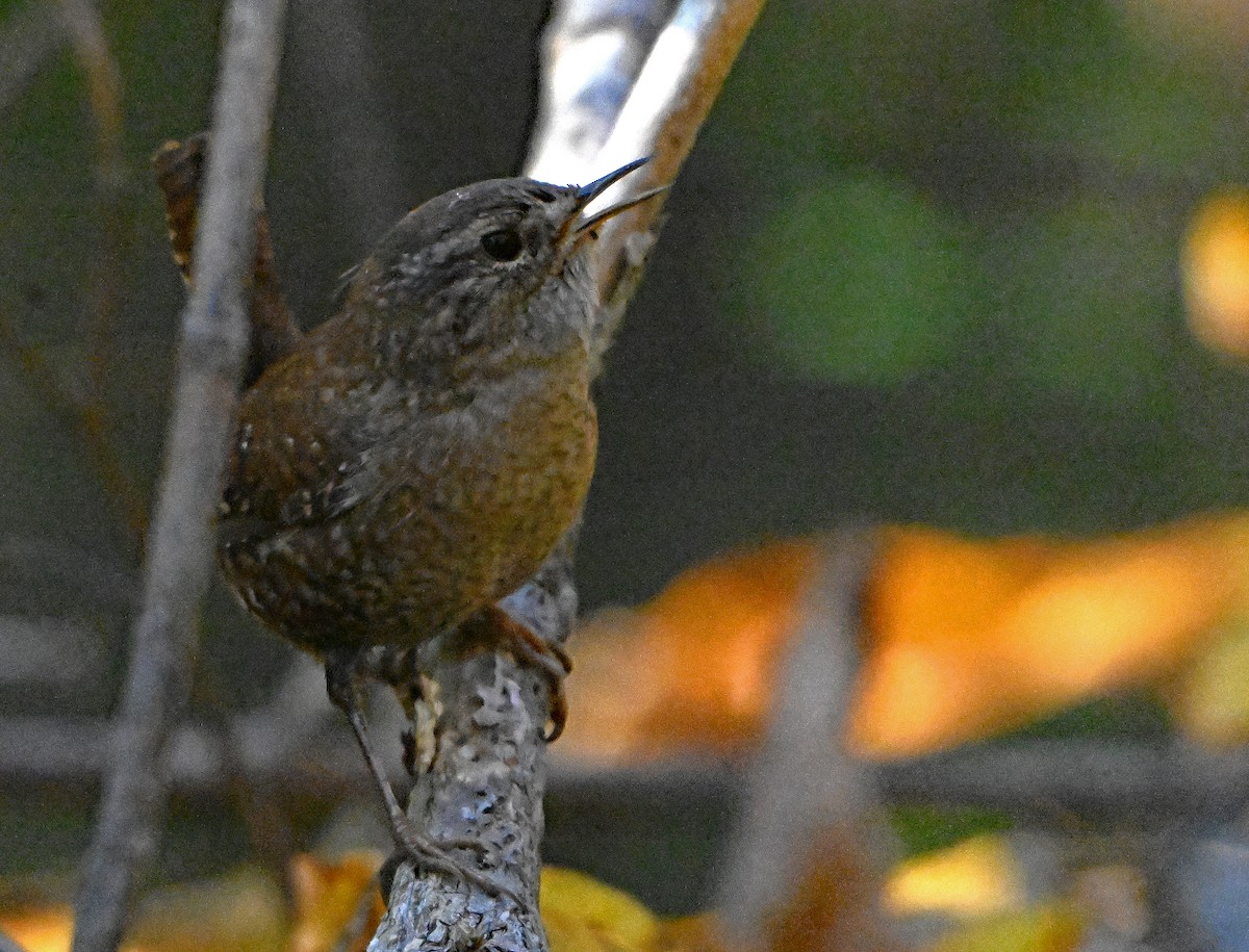Winter Wren - ML644406328