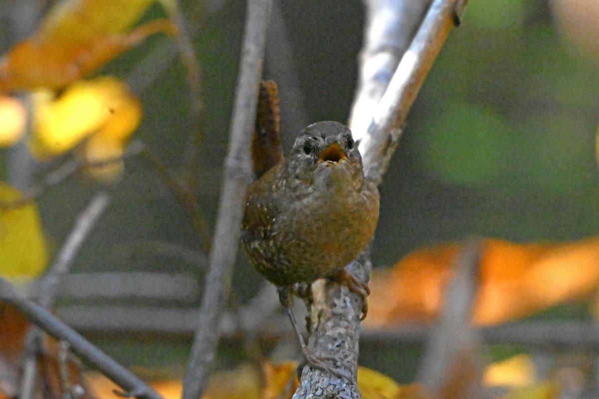 Winter Wren - ML644406329