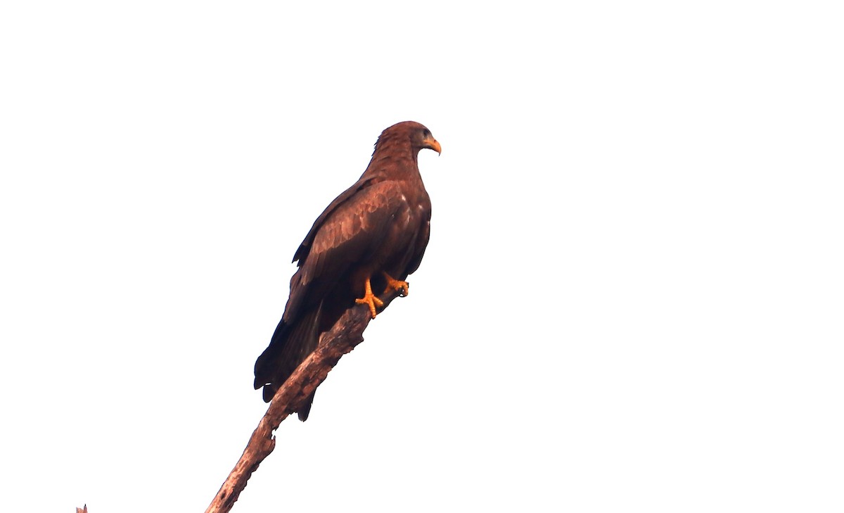 Сохор элээ - ML644406330