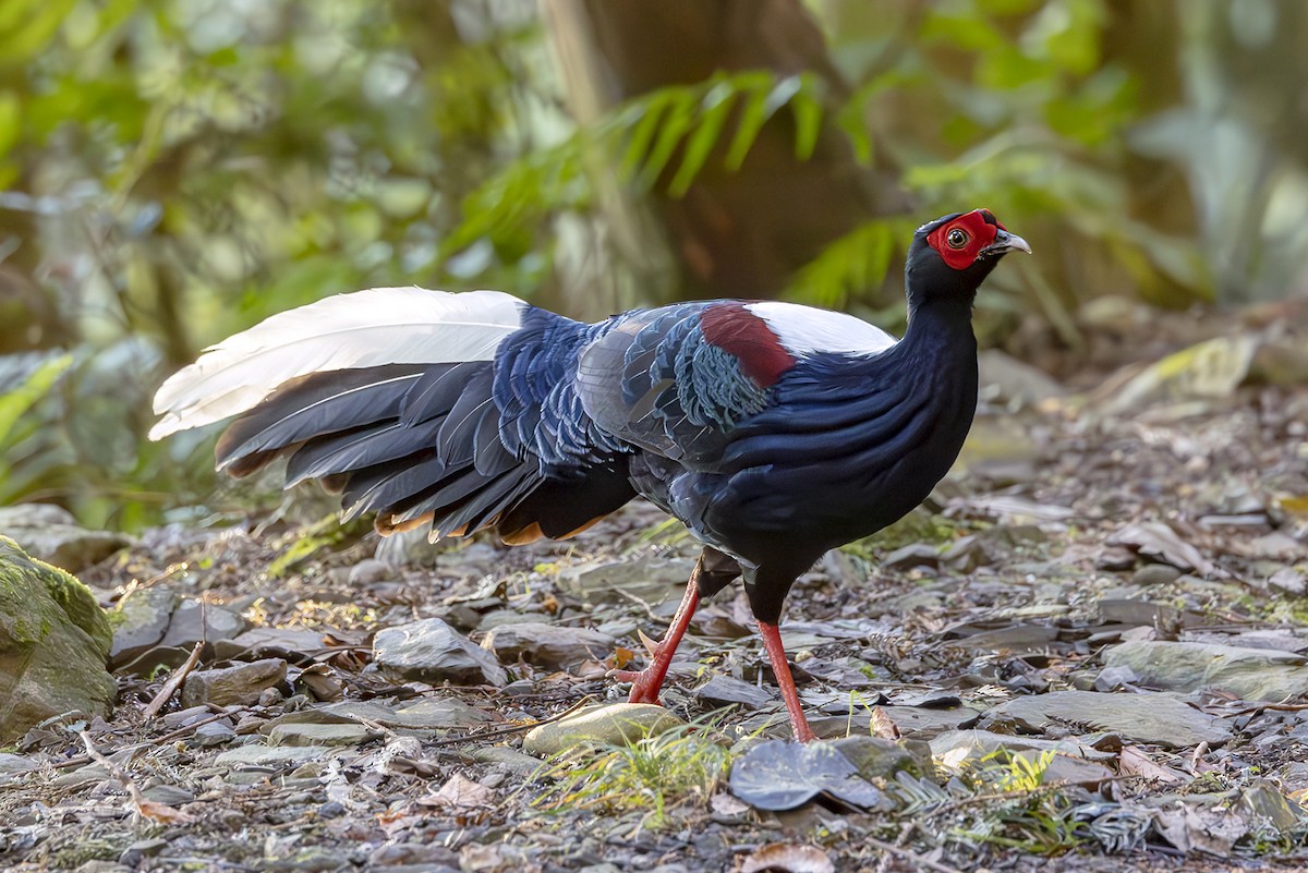 Faisan de Swinhoe - ML644406335