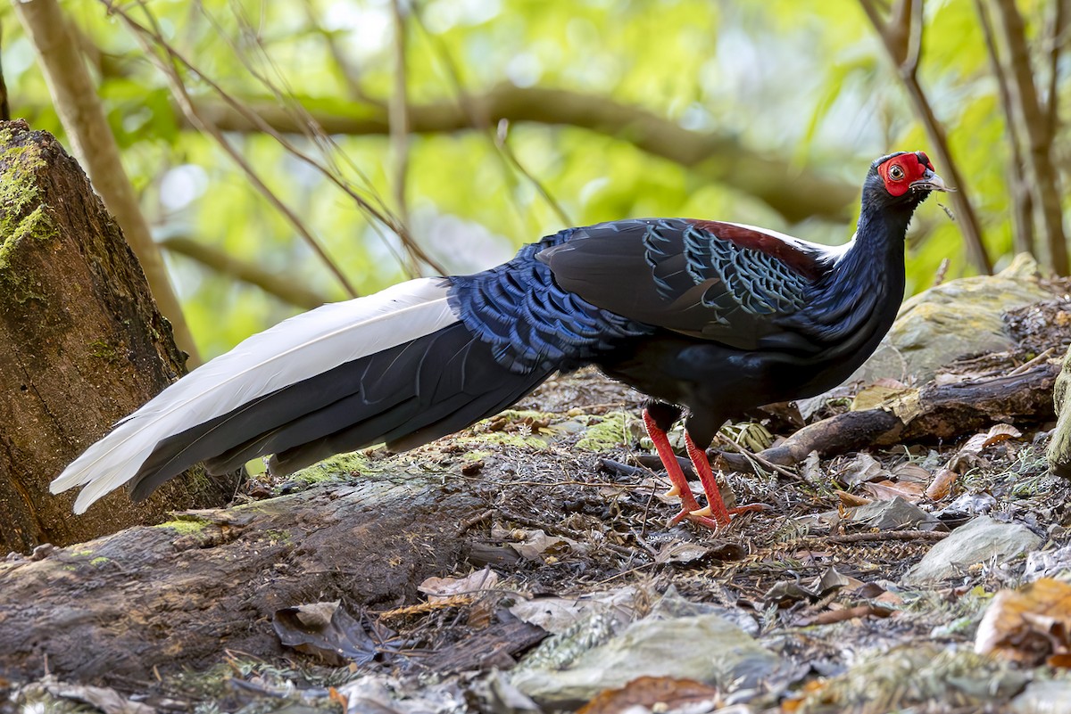 Faisan de Swinhoe - ML644406336