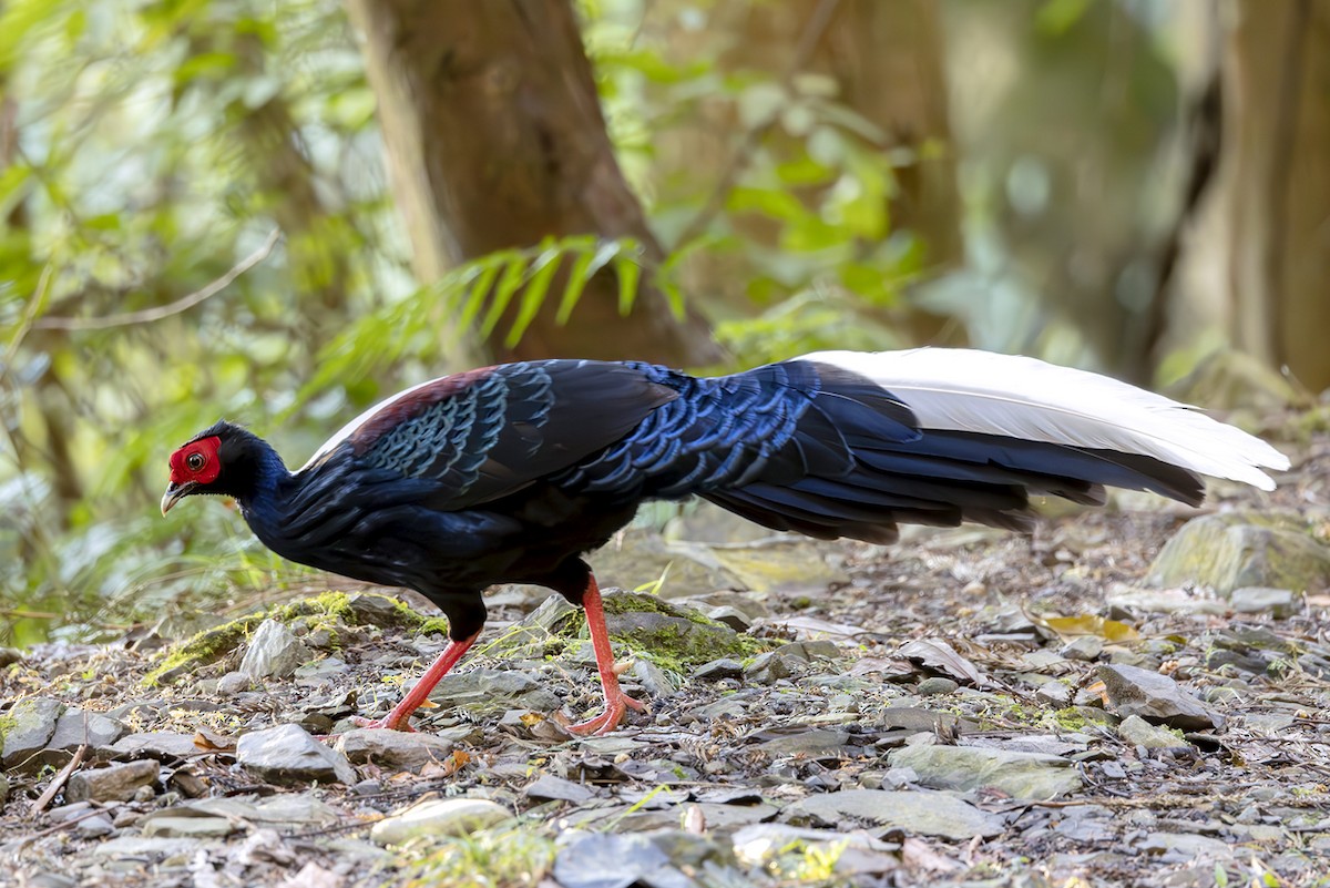 Faisan de Swinhoe - ML644406337