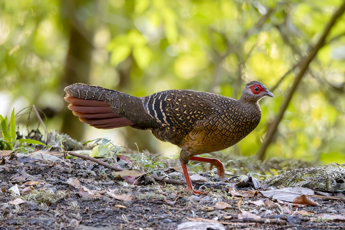 Faisan de Swinhoe - ML644406338