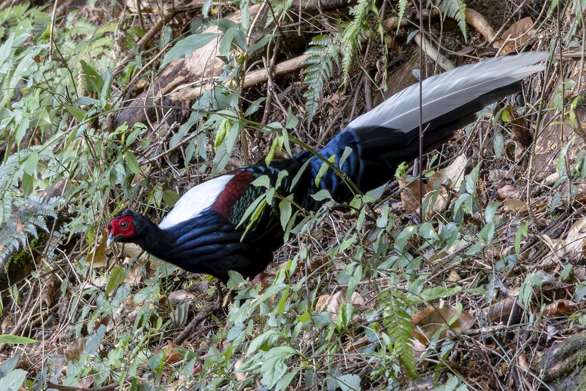 Faisan de Swinhoe - ML644406339