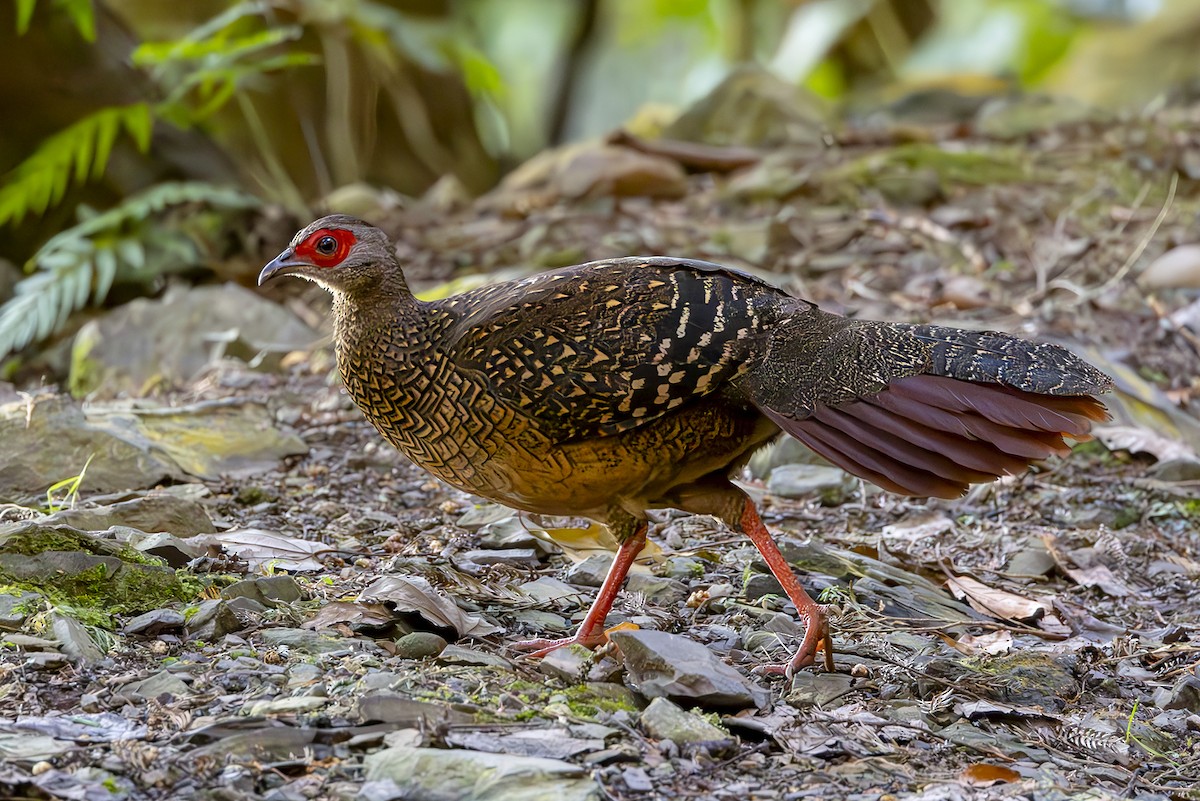 Faisan de Swinhoe - ML644406340