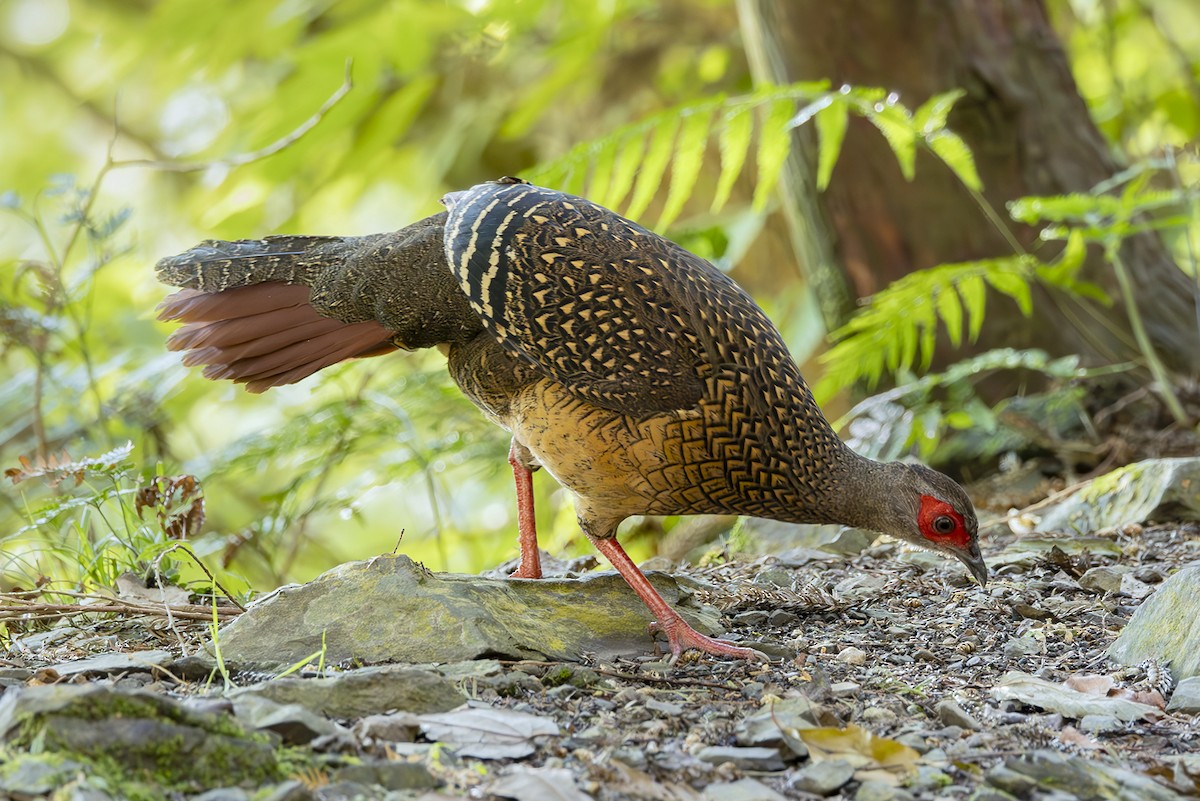 Faisan de Swinhoe - ML644406341