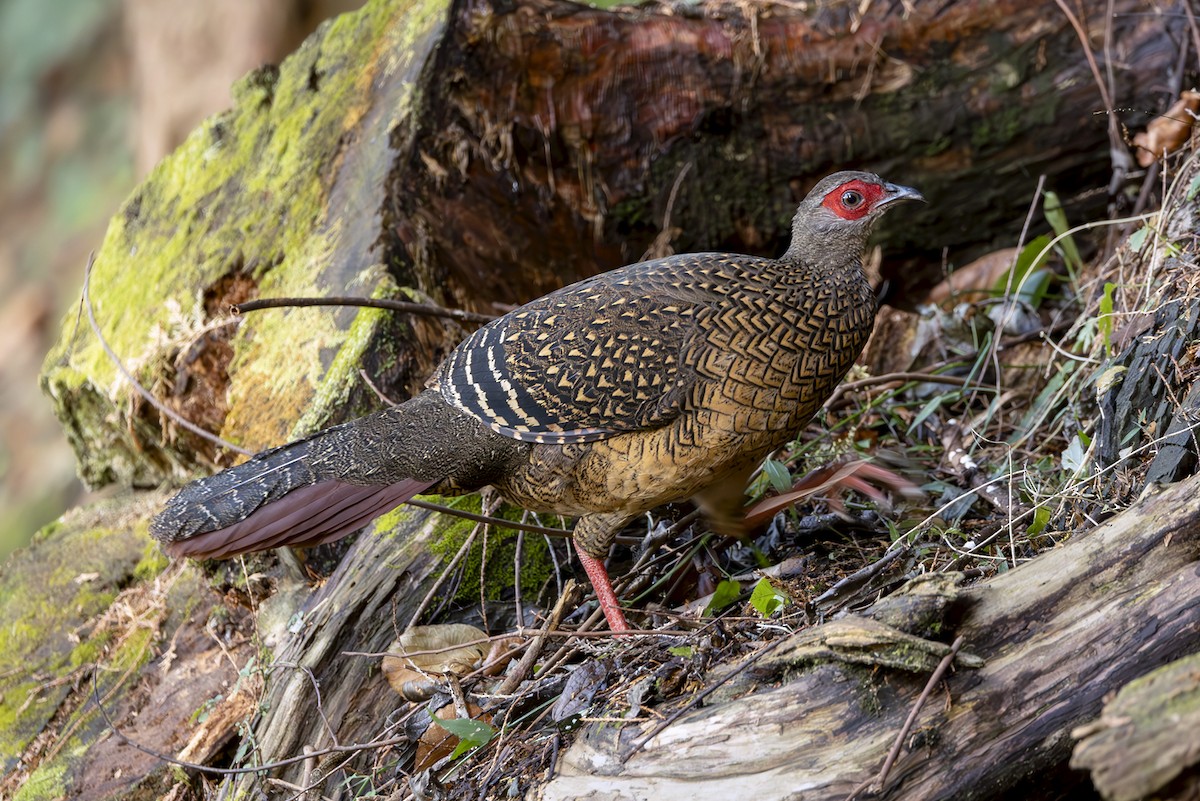 Faisan de Swinhoe - ML644406342