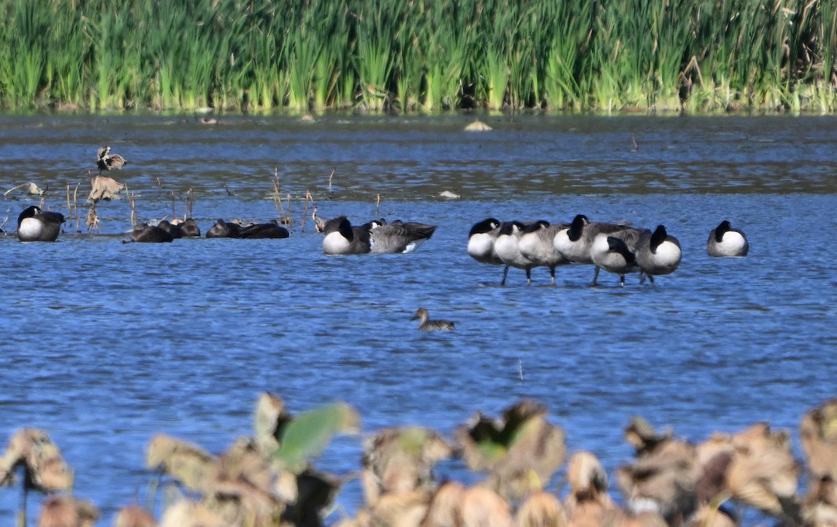 Казарка канадська - ML644406343