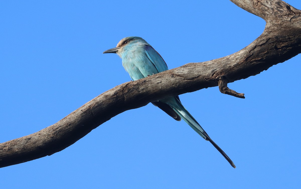 Abyssinian Roller - ML644406350