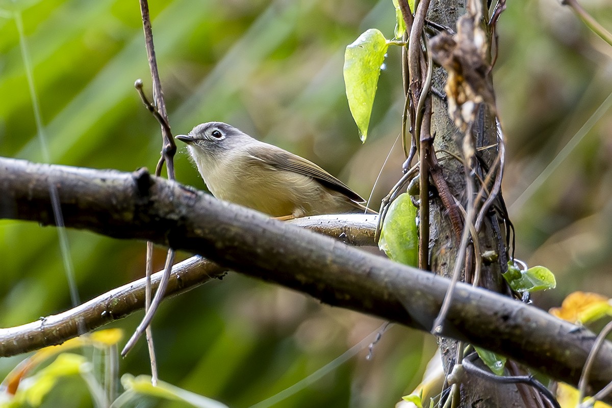 Morrison's Fulvetta - ML644406355