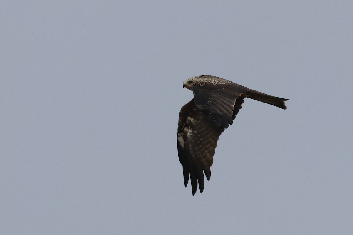 Сохор элээ - ML644406374