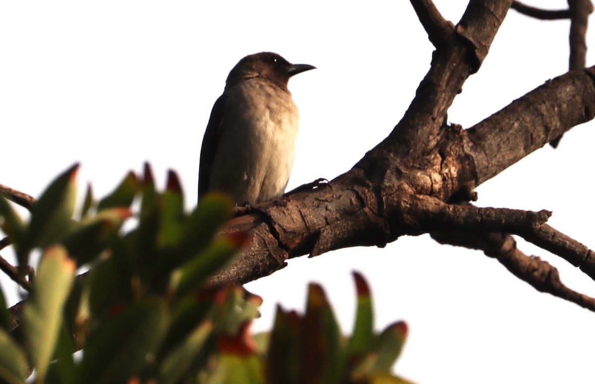 בולבול אפריקני - ML644406381