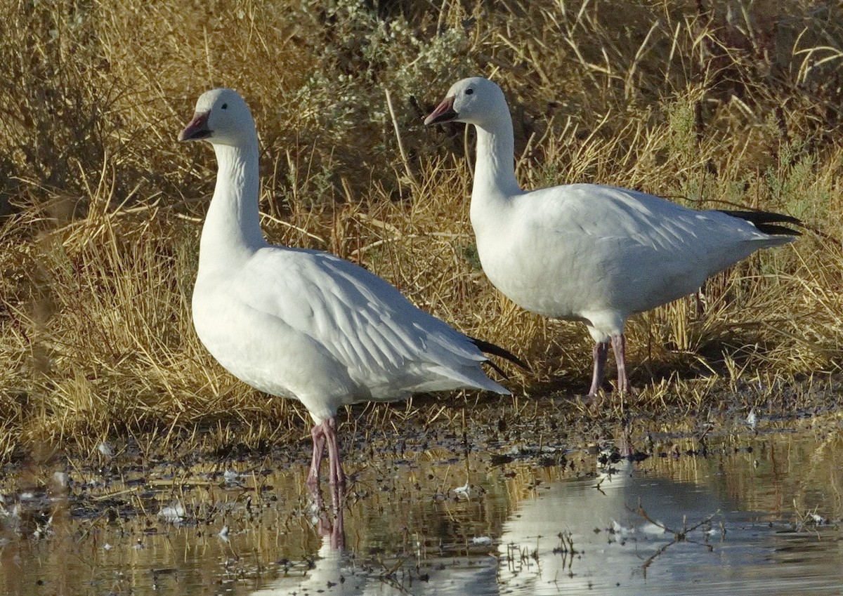 Kar Kazı - ML644406386