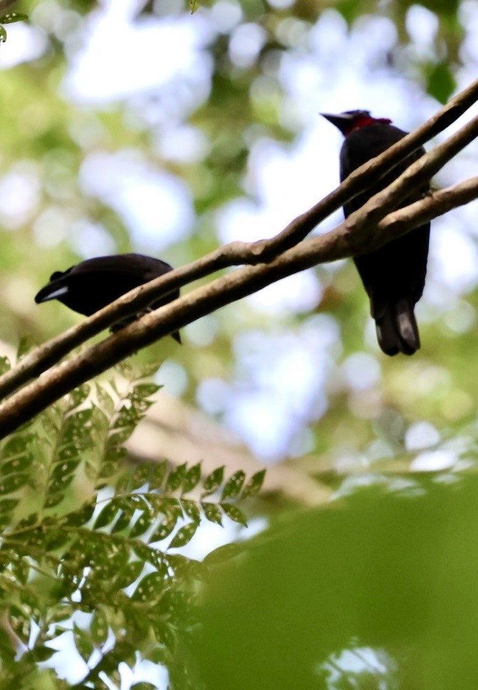 Purple-throated Fruitcrow - ML644406390
