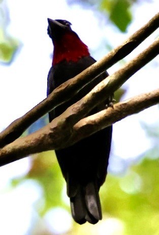 Purple-throated Fruitcrow - ML644406391