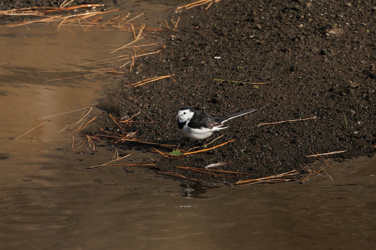 Bachstelze (leucopsis) - ML644406392