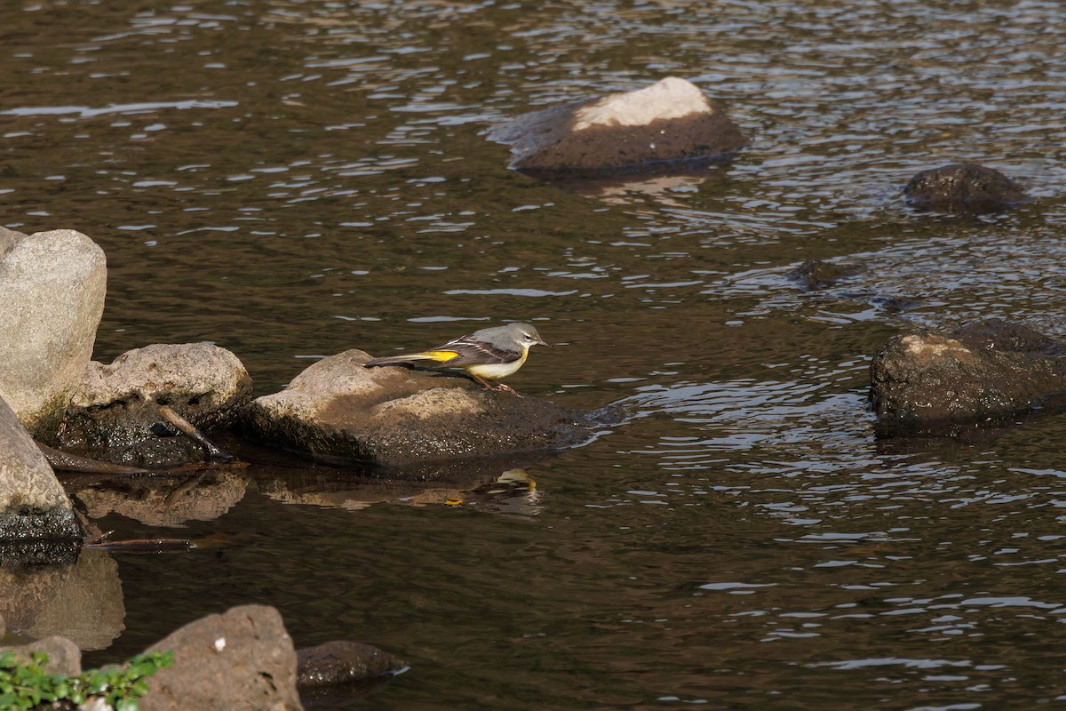 נחליאלי זנבתן - ML644406393