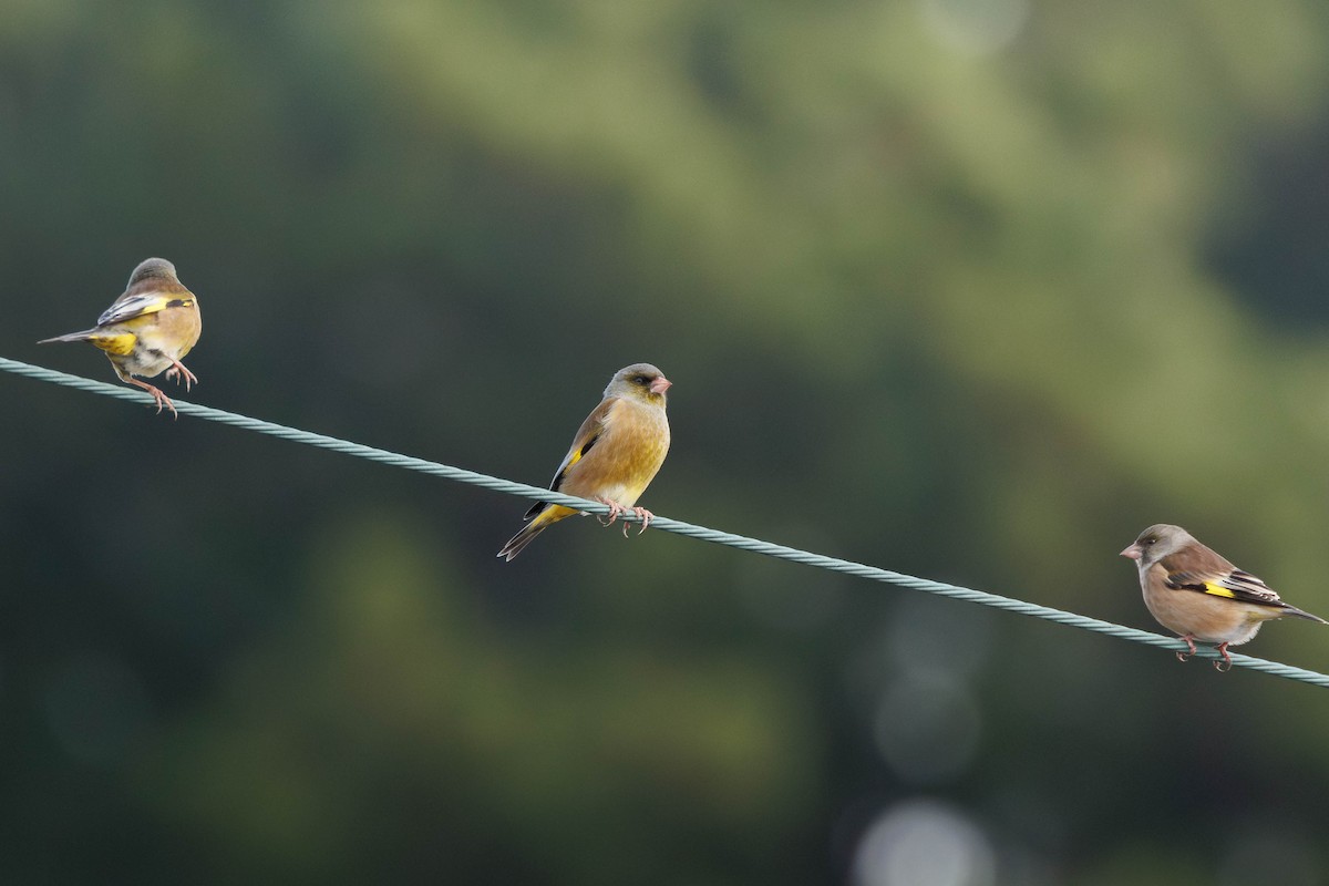 Oriental Greenfinch - ML644406395