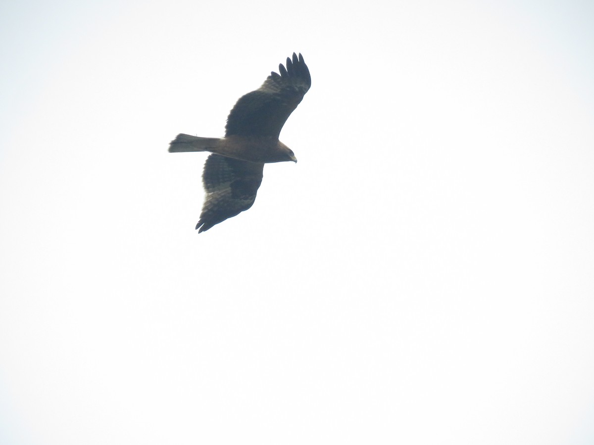 Booted Eagle - ML644406397