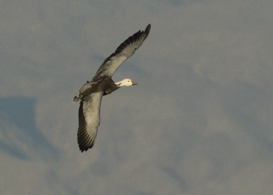 Kar Kazı - ML644406401