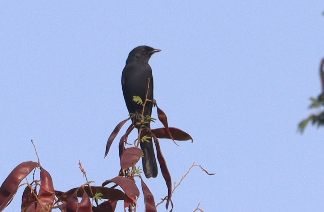 Gobemouche drongo - ML644406407